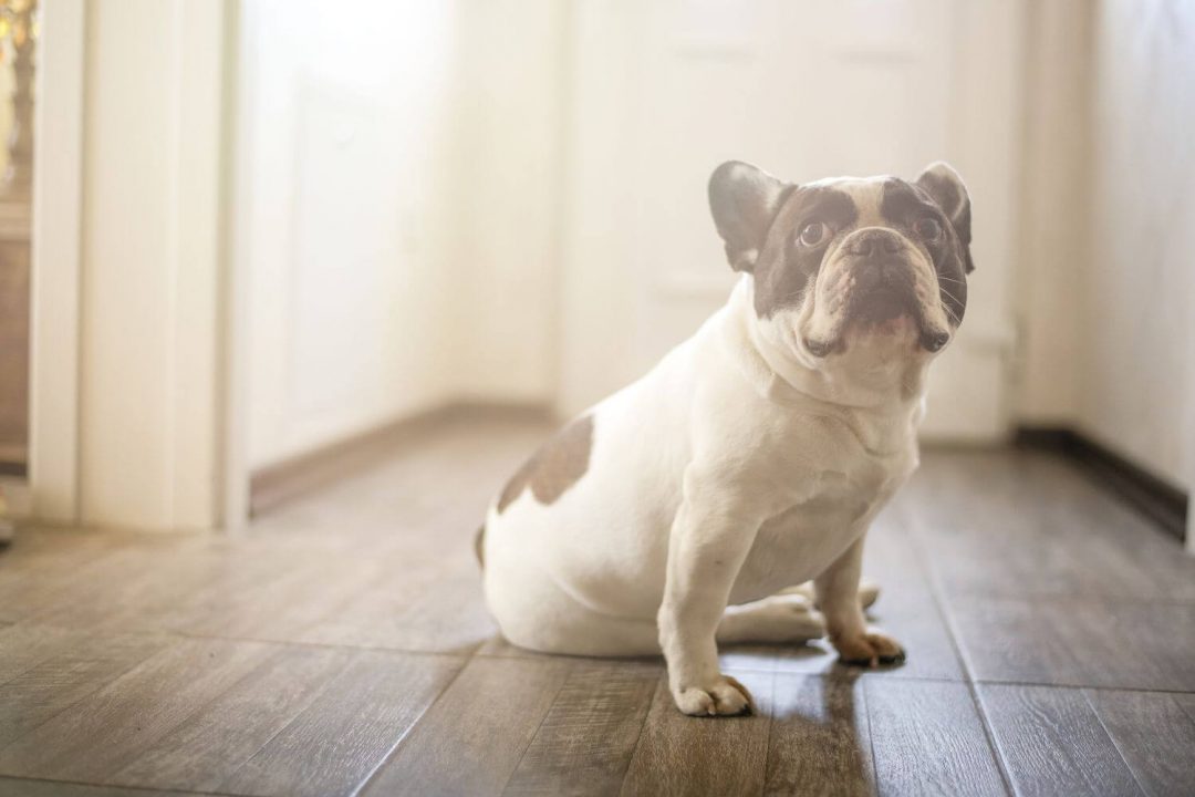 chien cafa maison vengeance
