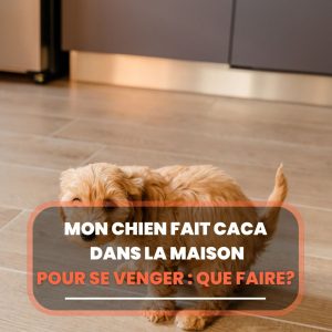 mon chien fait caca dans la maison pour se venger