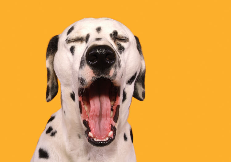chien qui baille