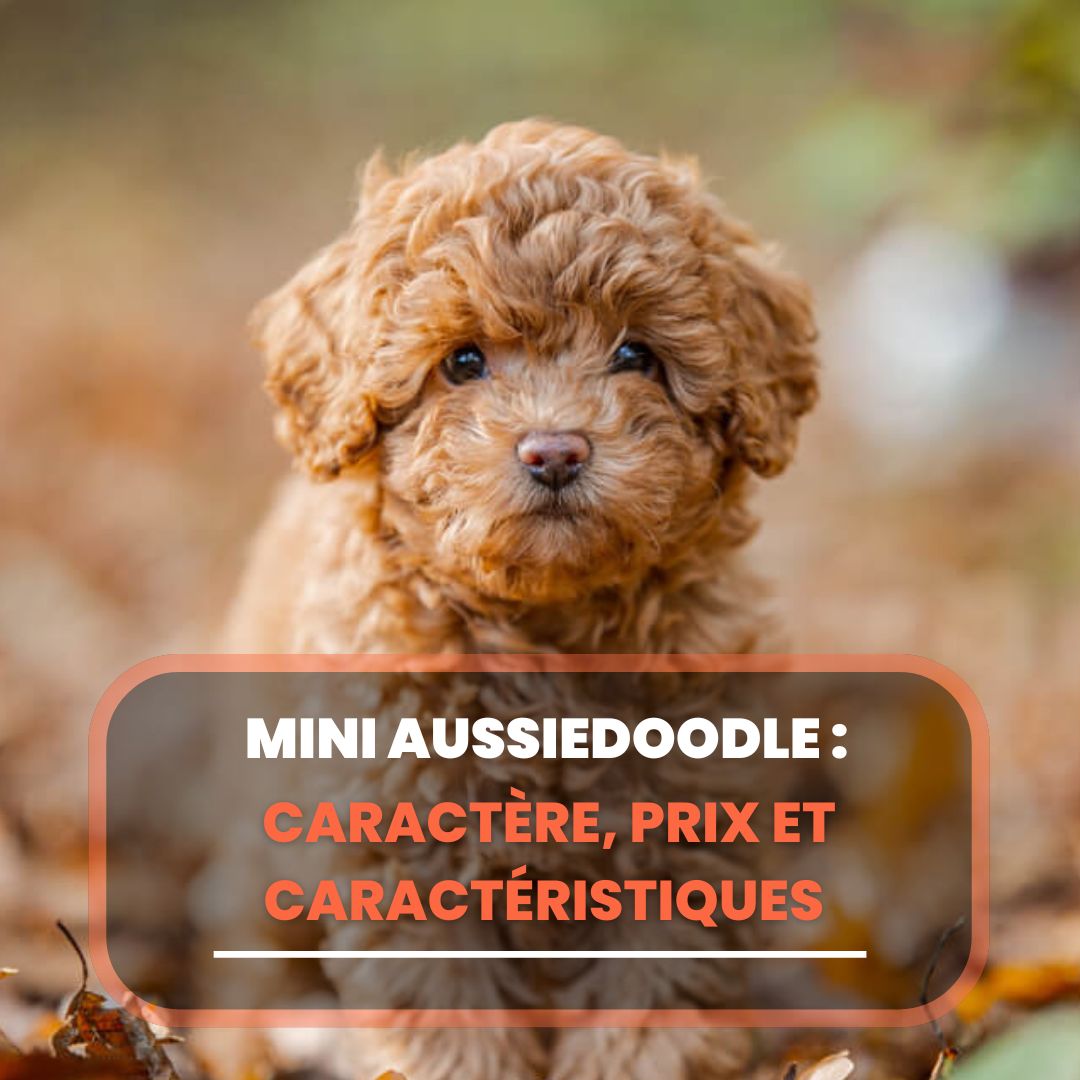 mini aussiedoodle