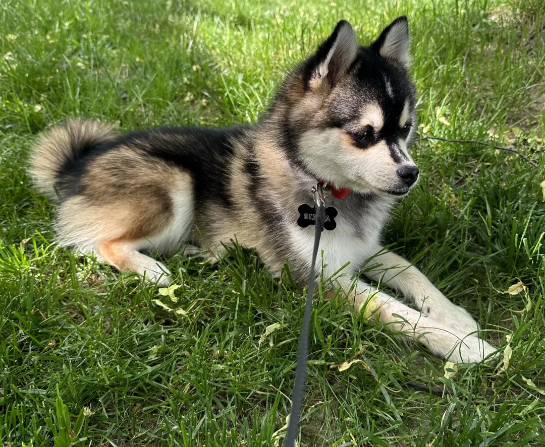 mini pomsky prix