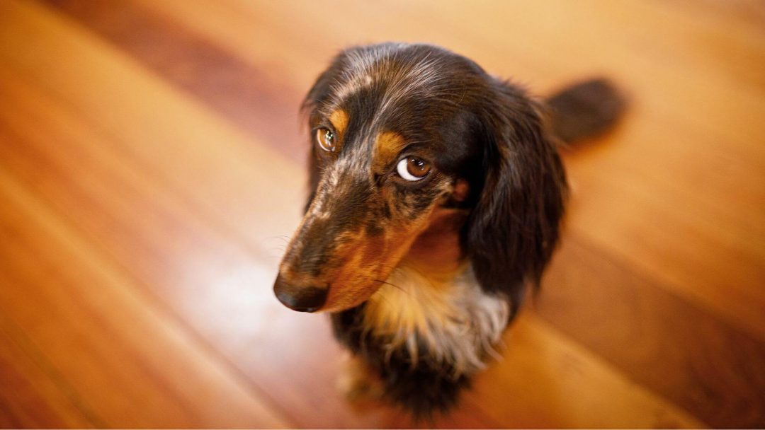 mon chien fait caca dans la maison pour se venger