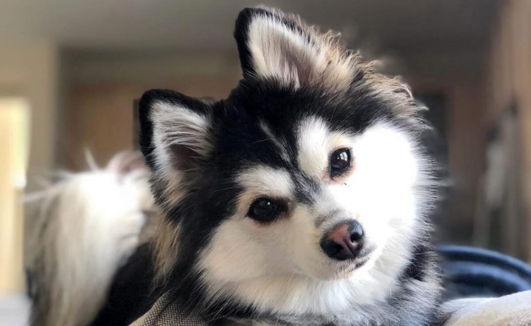 mini pomsky