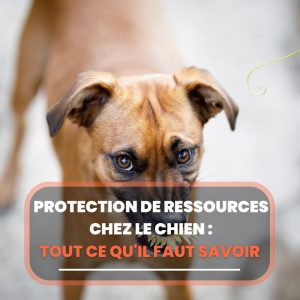 protection de ressources chien