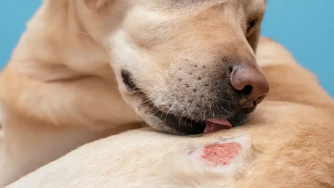 traitement naturel dermatite chien