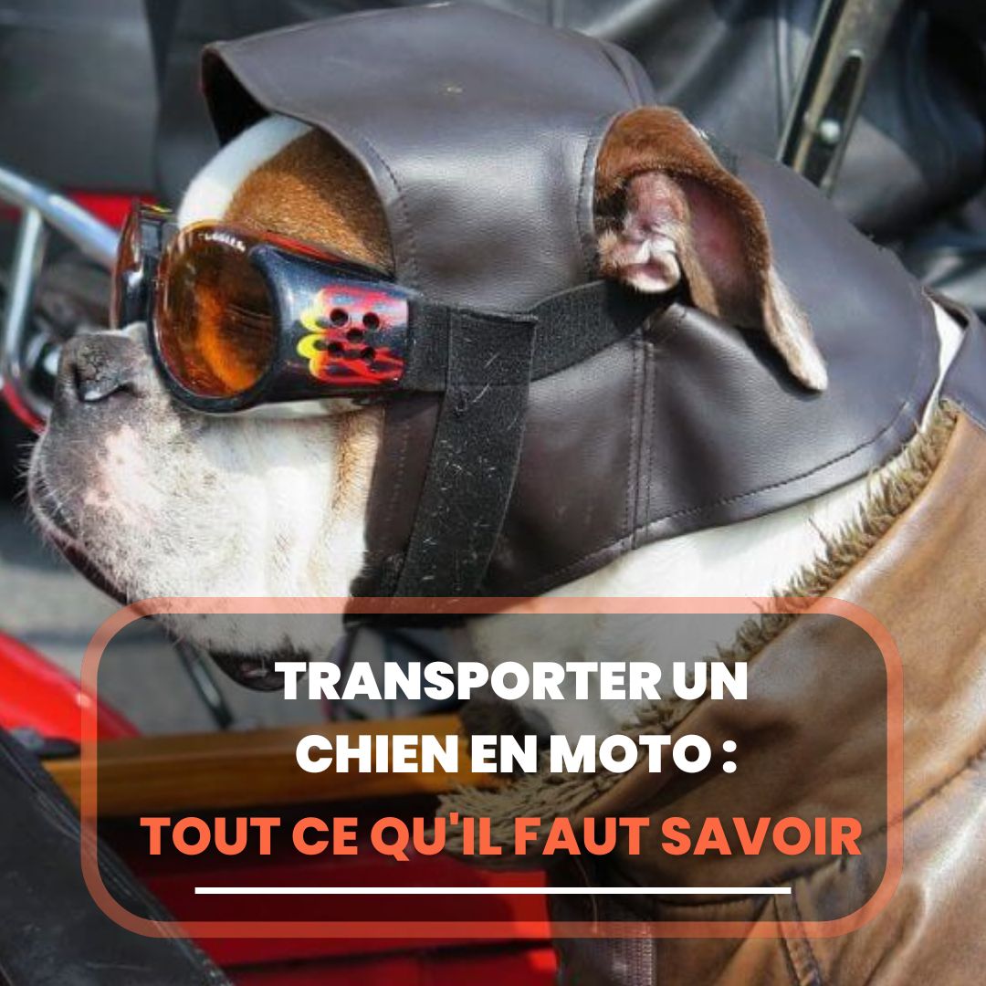 transporter un chien en moto