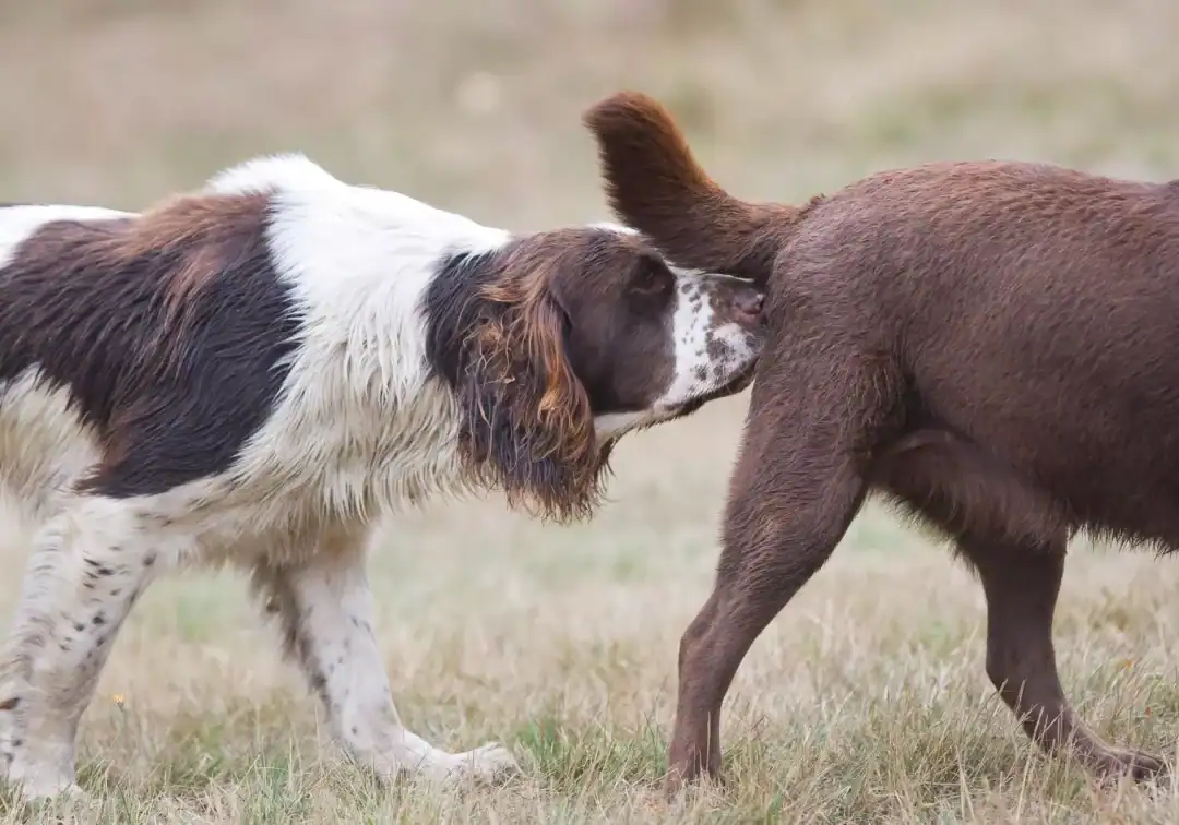 accouplement chien combien de fois par jour