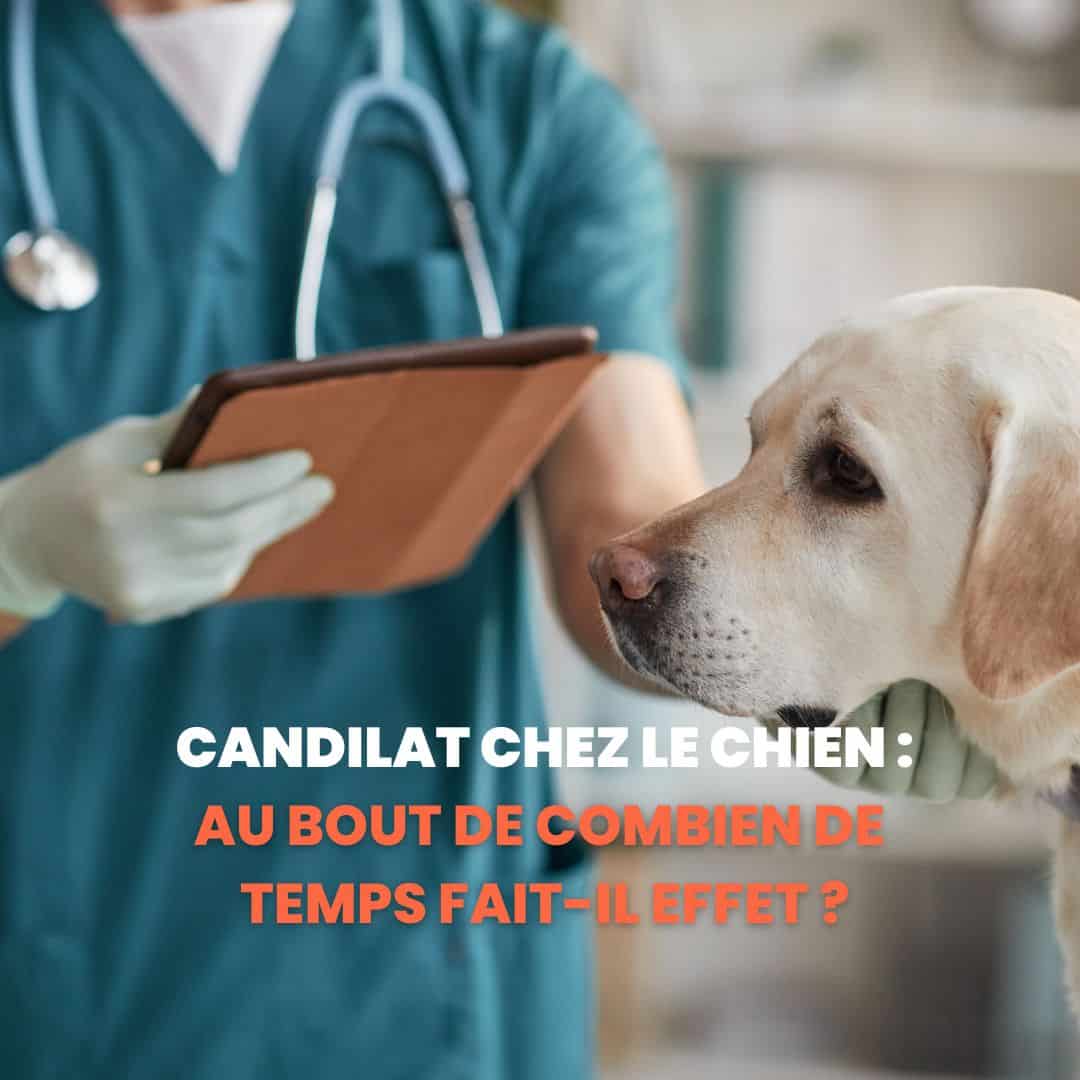 Candilat Chez Le Chien Au Bout De Combien De Temps Fait il Effet candilat-chez-le-chien-au-bout-de-combien-de-temps-fait-il-effet