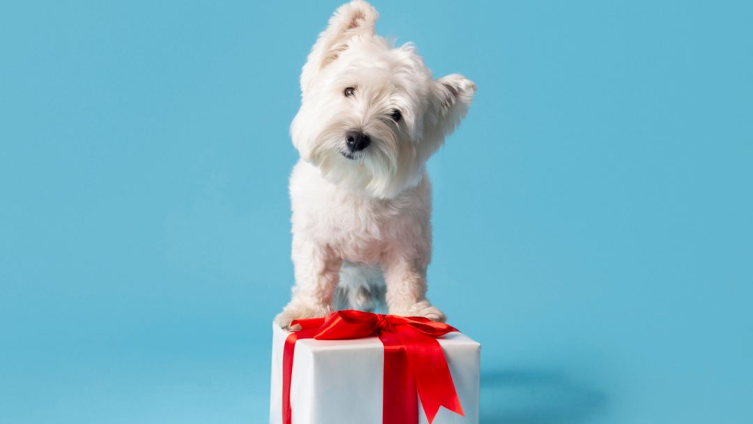 Comment choisir le cadeau parfait pour votre chien ?