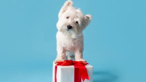 Comment choisir le cadeau parfait pour votre chien ?