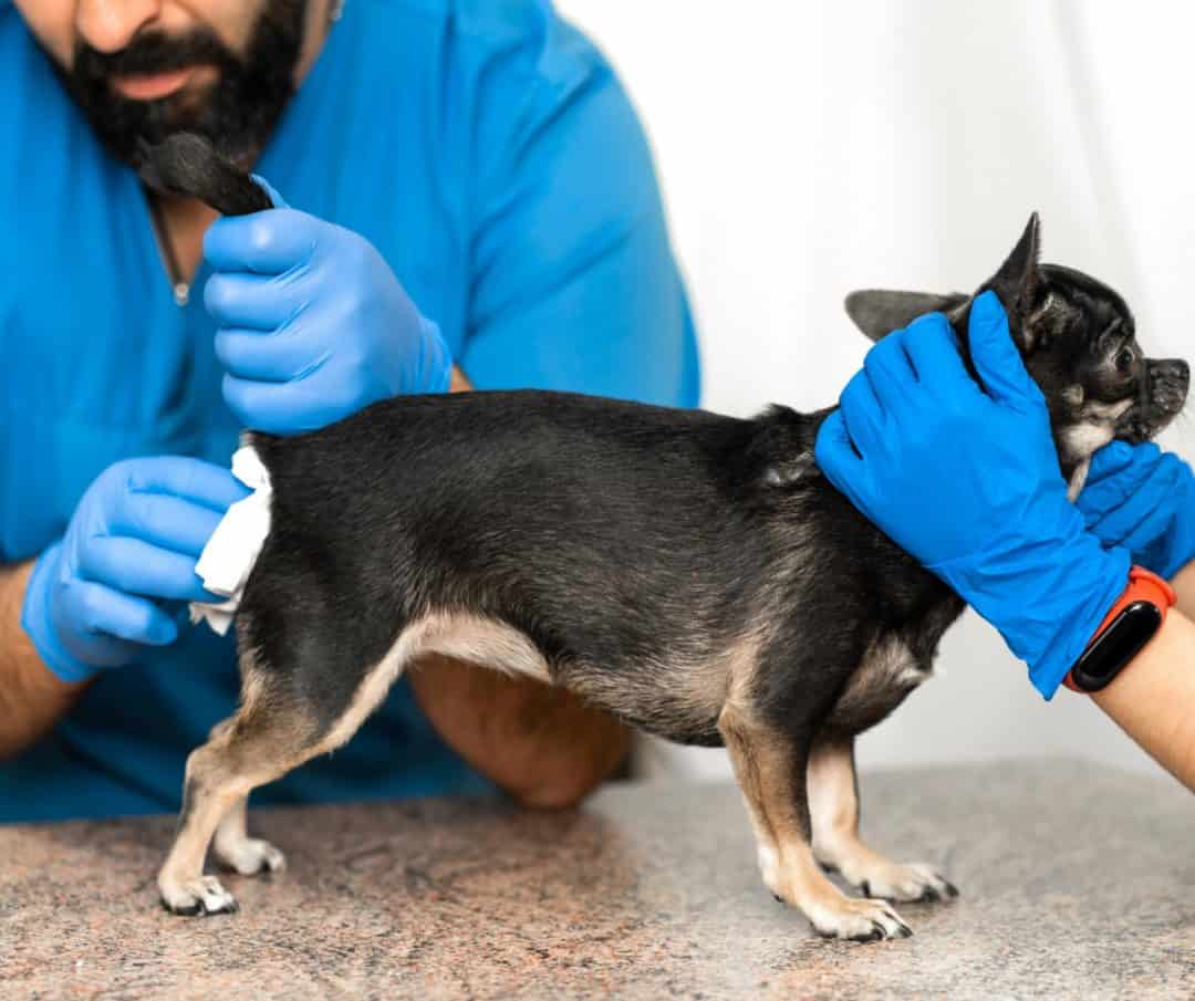 comment vider les glandes anales de mon chien