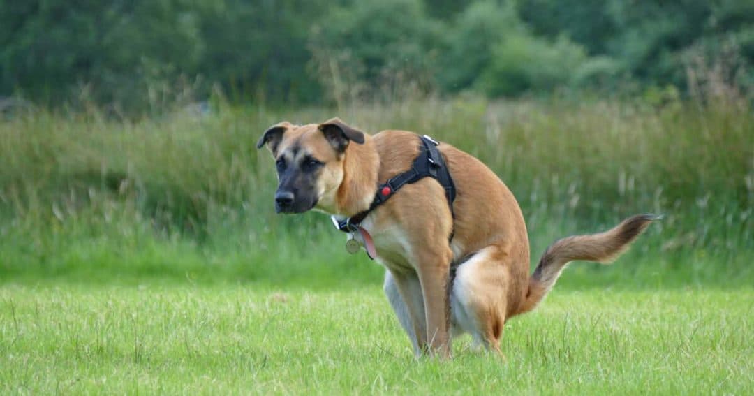 Quand faire vider les glandes anales du chien