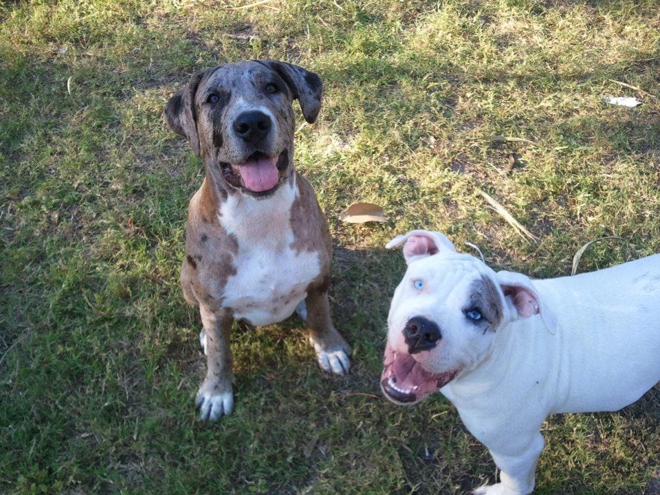 atahoula bulldog caractère