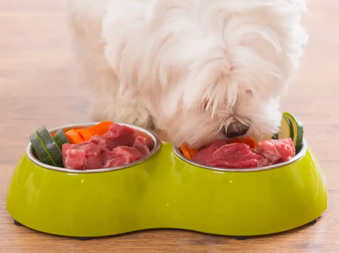 curry chien toxique