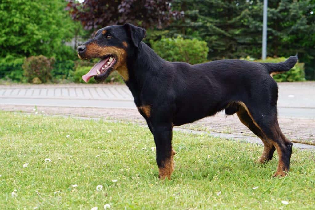 deutschen jagdterrier prix