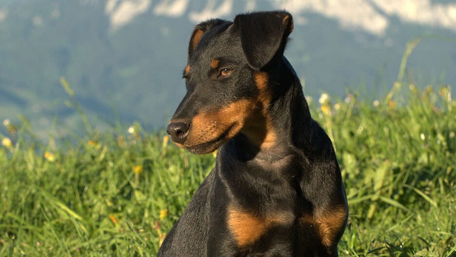 deutschen jagdterrier