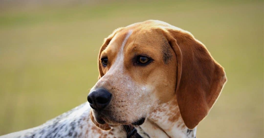 english coonhound
