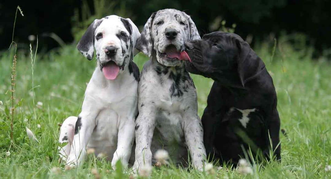 great danoodle prix