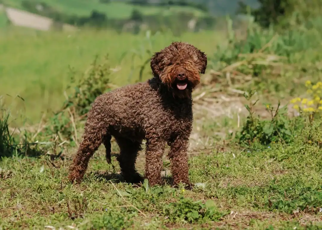 chien truffier italien