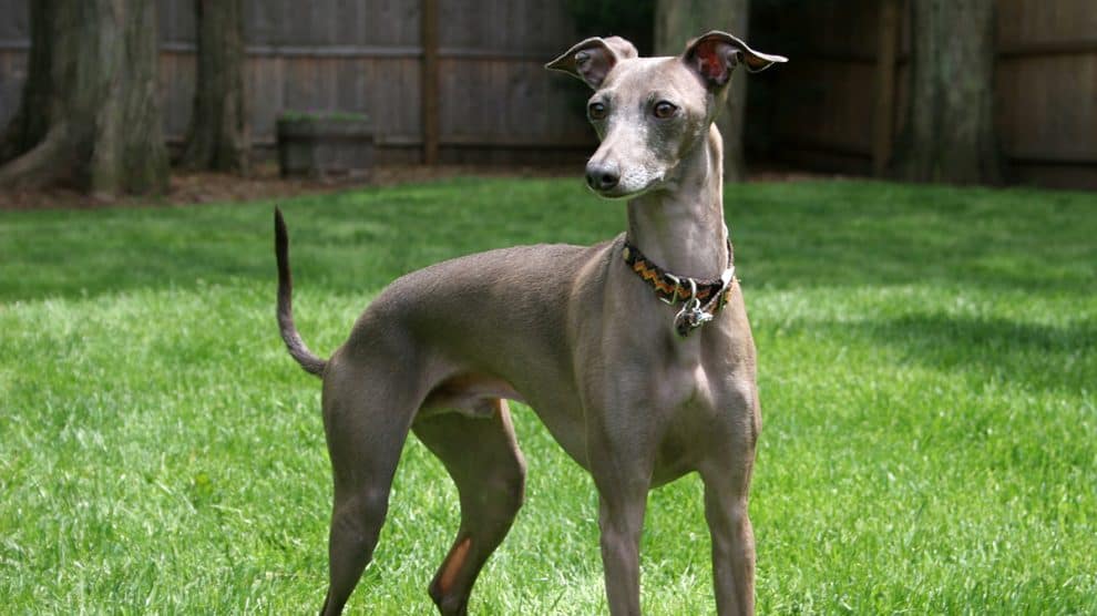 levrier italien nain prix