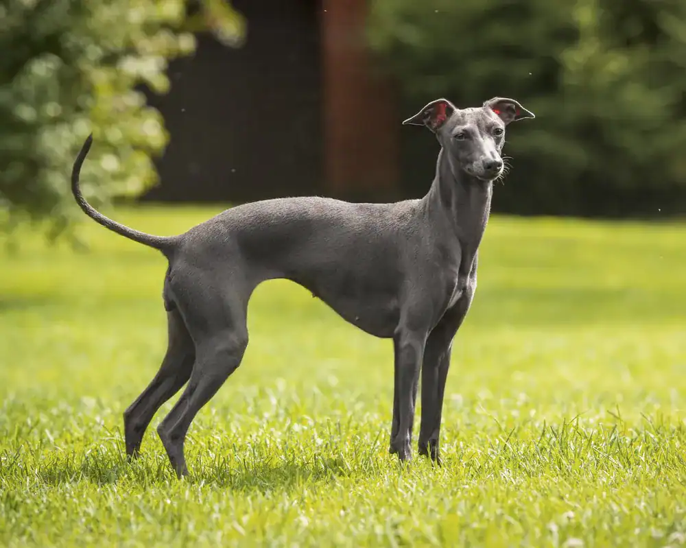 levrier italien nain 