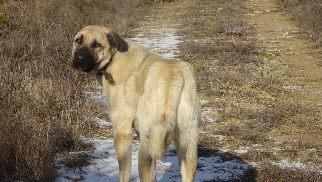 Quel est le prix d'un chien Kangal