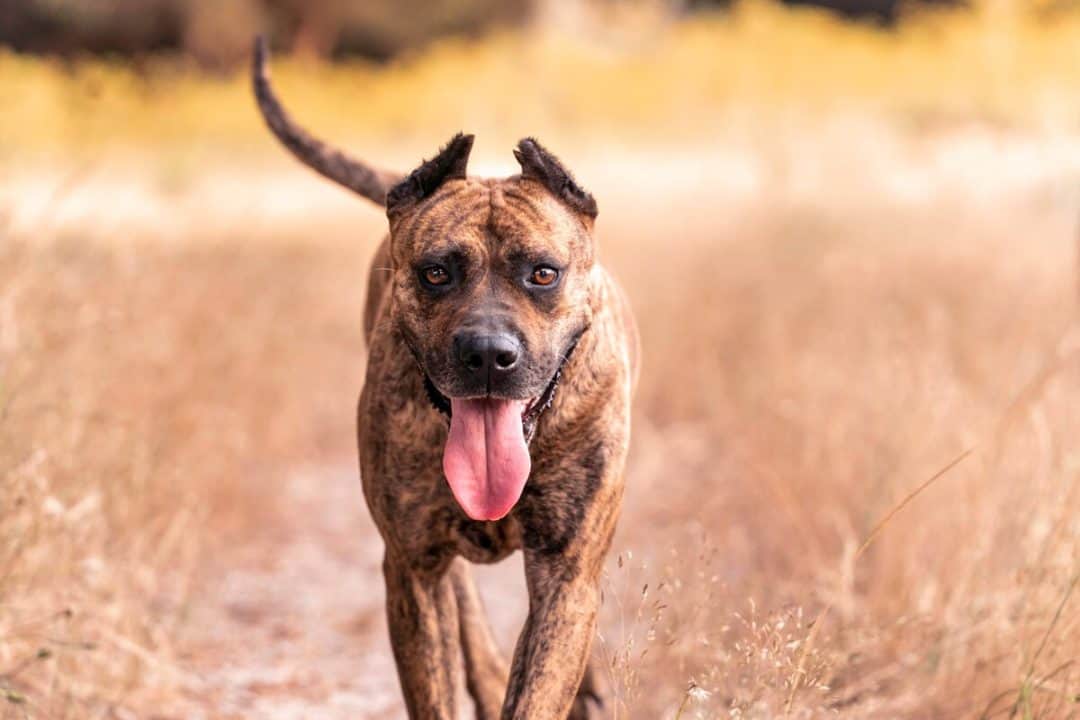alano dog