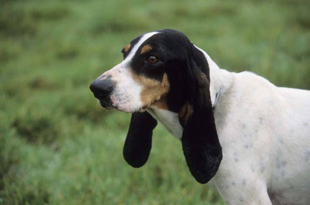 chien ariégeois caractère