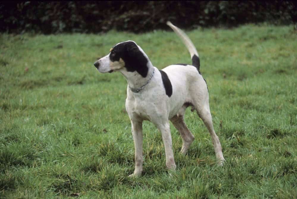 chien ariégeois lièvre