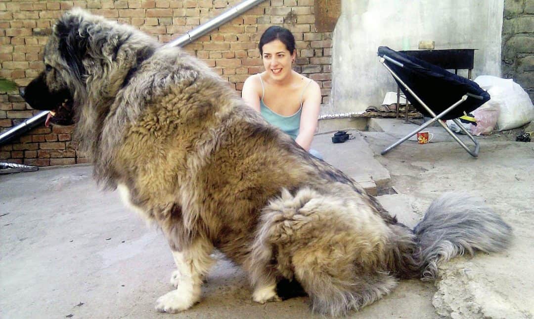 chien le plus gros du monde