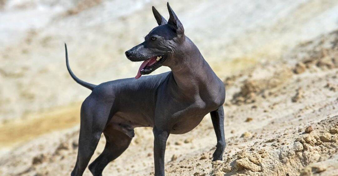 chien mexique