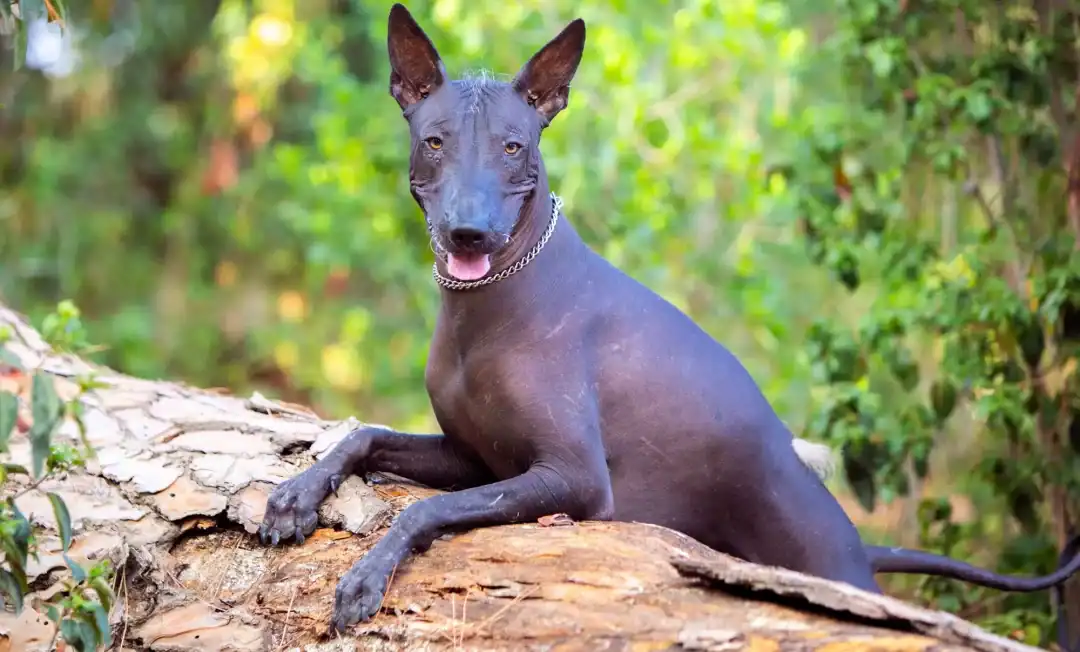chien mexique xolo