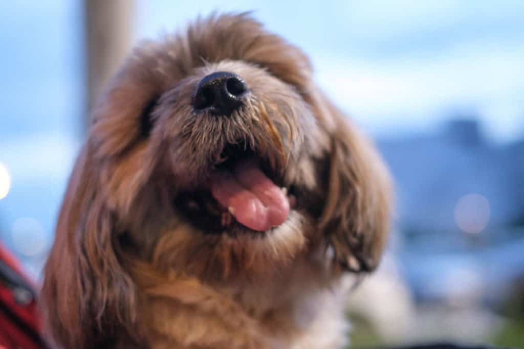  comment soigner un chien qui saigne du nez