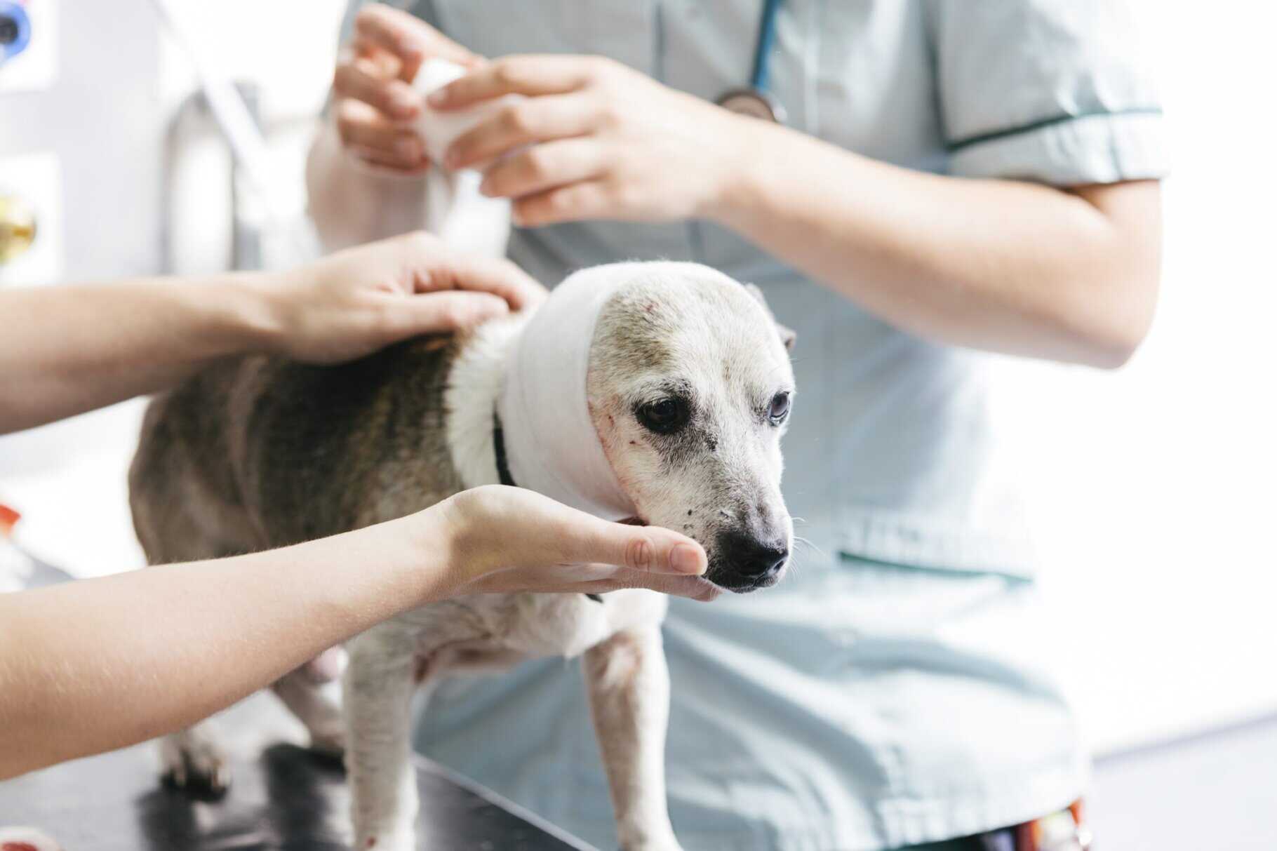 chien saigne du nez