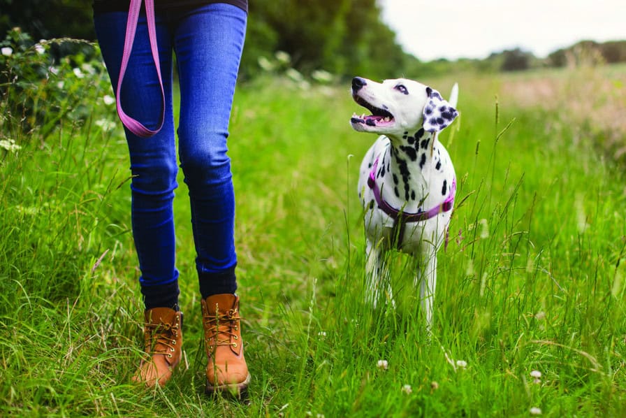 Est-ce une obligation de tenir son chien en laisse