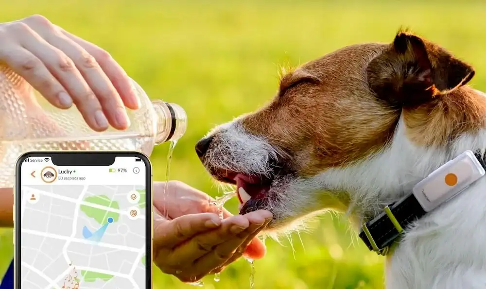 Quel est le meilleur GPS pour chien