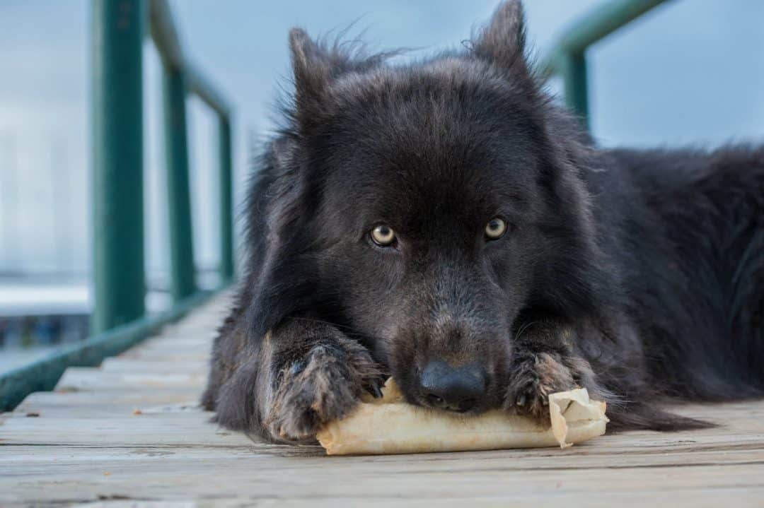 blue bay shepherd