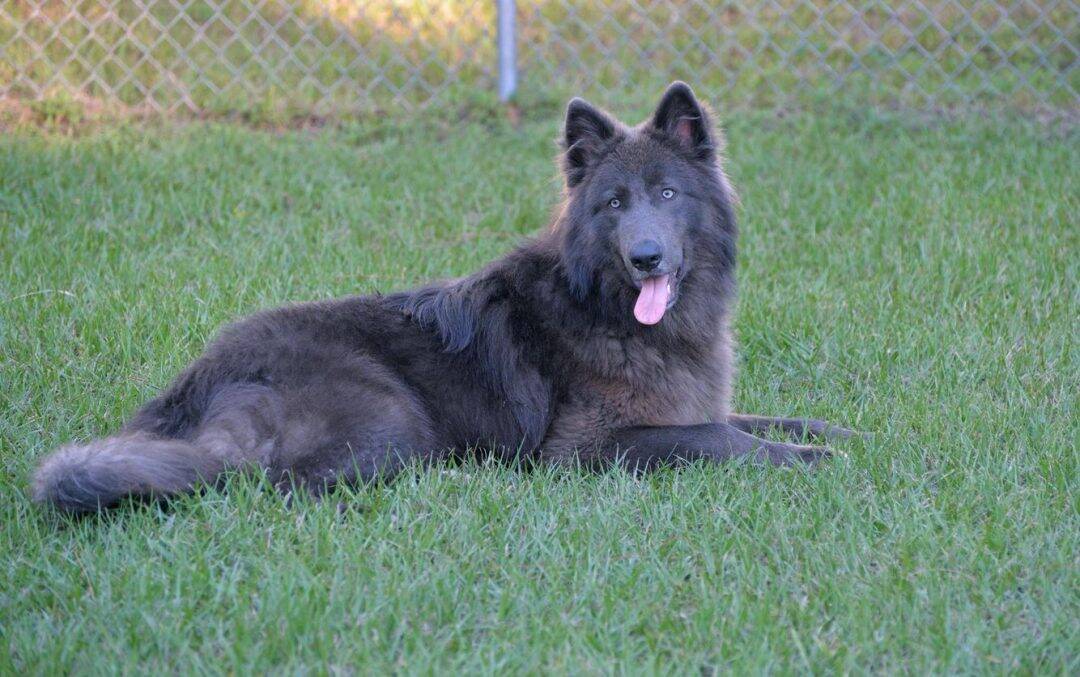 blue bay shepherd chien