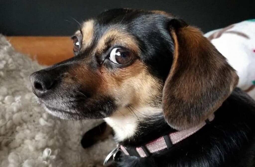 cheagle