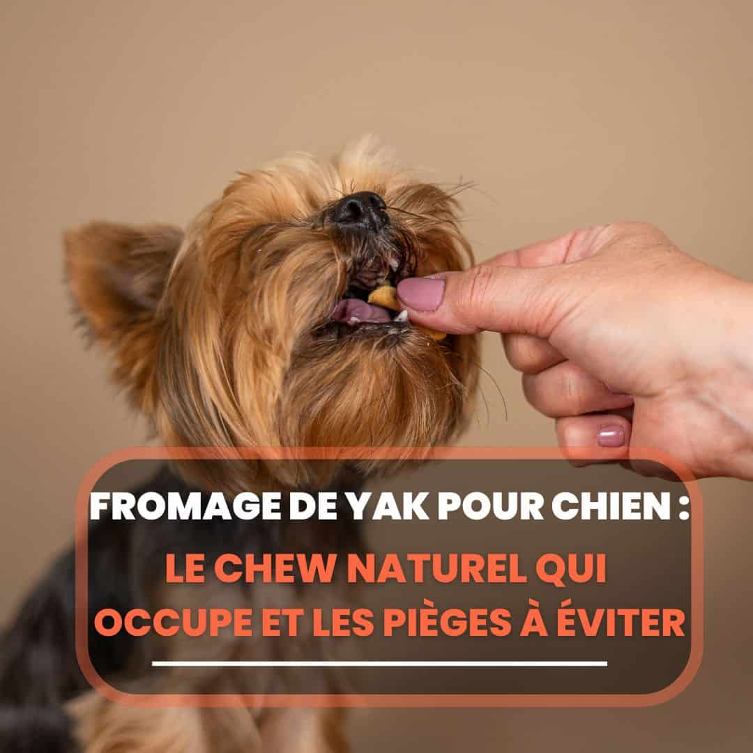 fromage yak chien