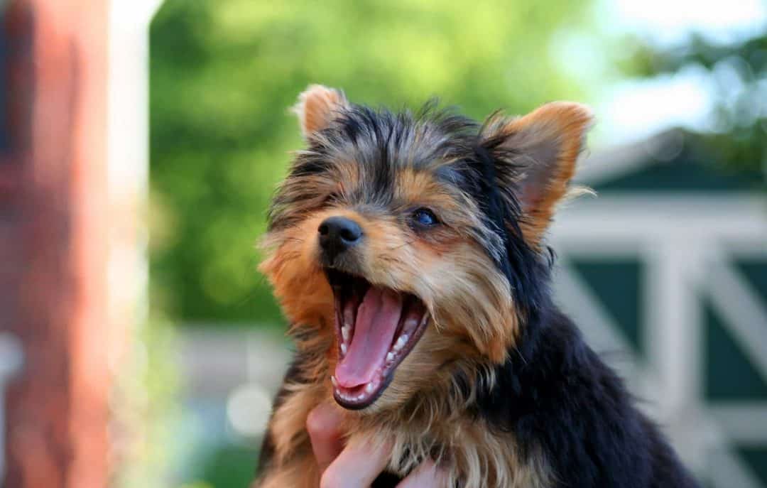 yorkshire croisé chihuahua caractère