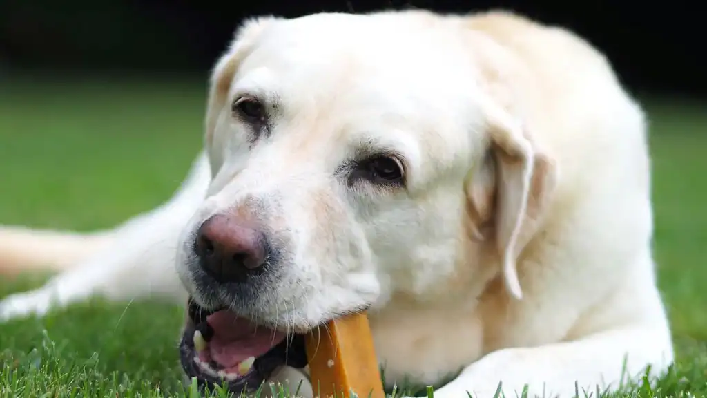 yorkshire croisé chihuahua caractère