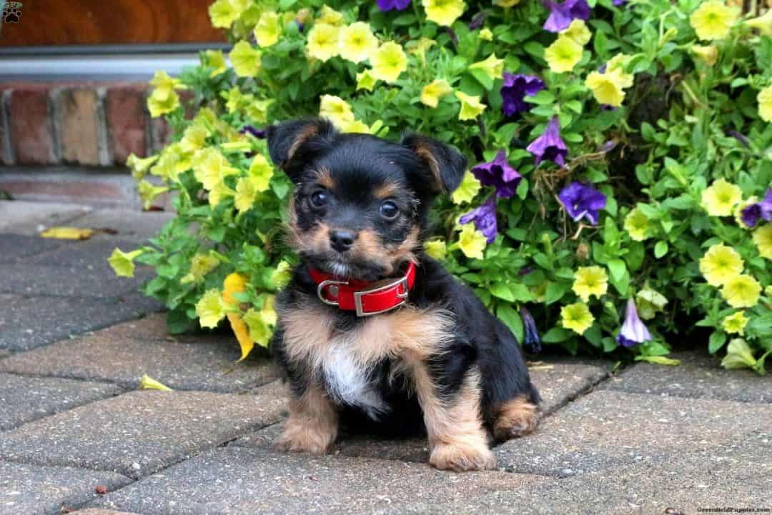 yorkshire croisé chihuahua noir