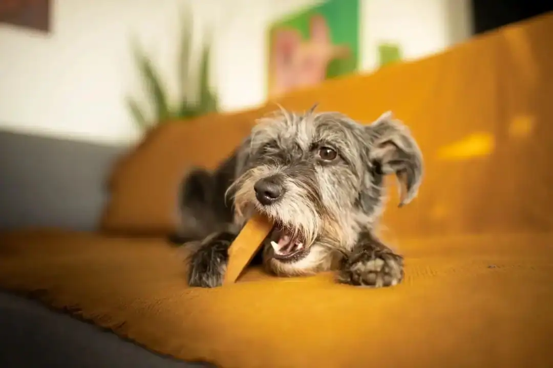 Les croisements Yorkshire-chiuahua sont-ils de bons chiens