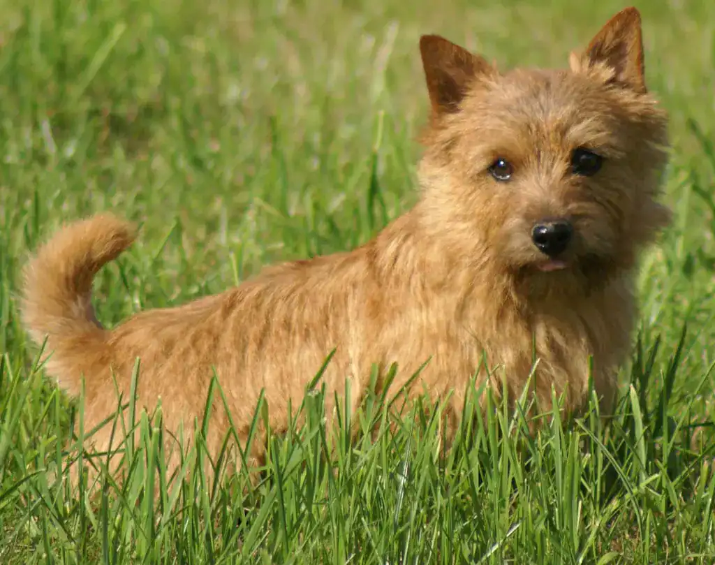 Les Norwich Terriers sont-ils de bons chiens