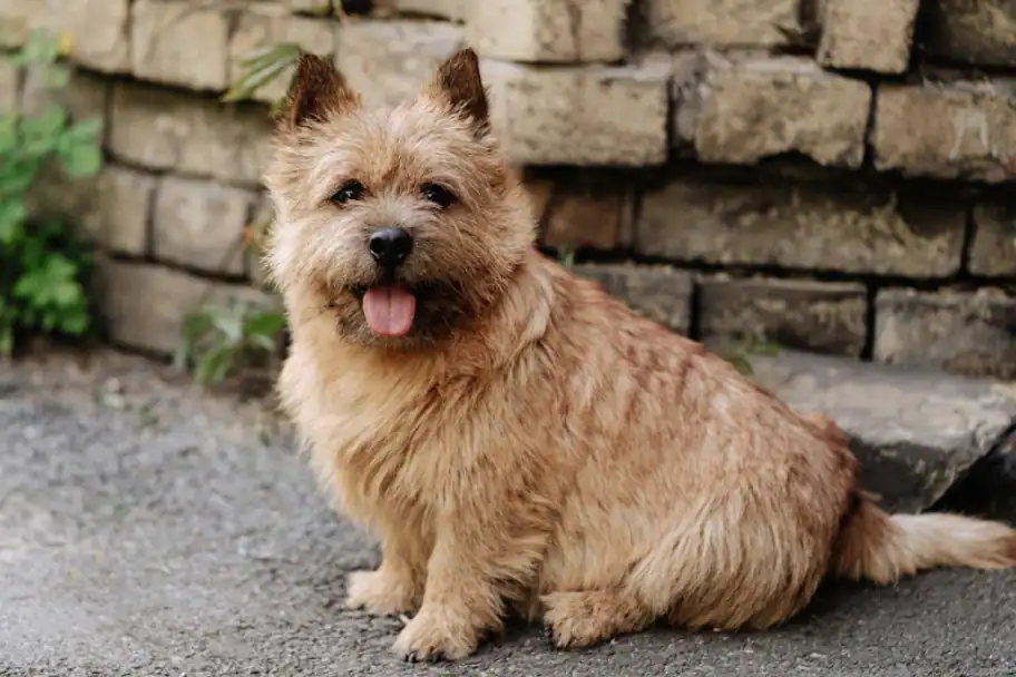 Quel est le caractère du Norwich Terrier
