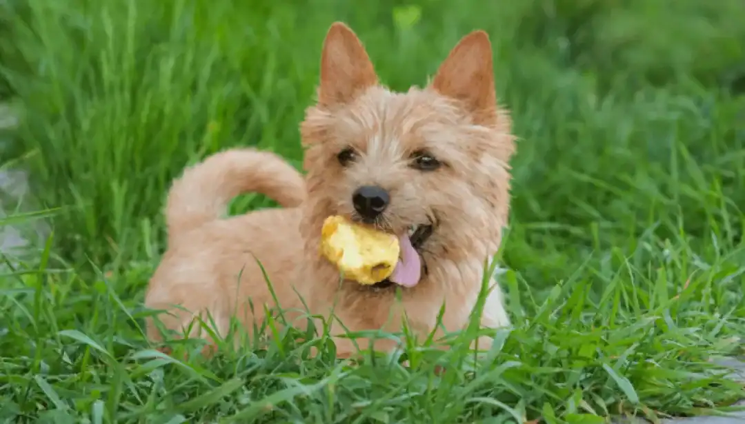 Quel est le prix d'un Norwich Terrier