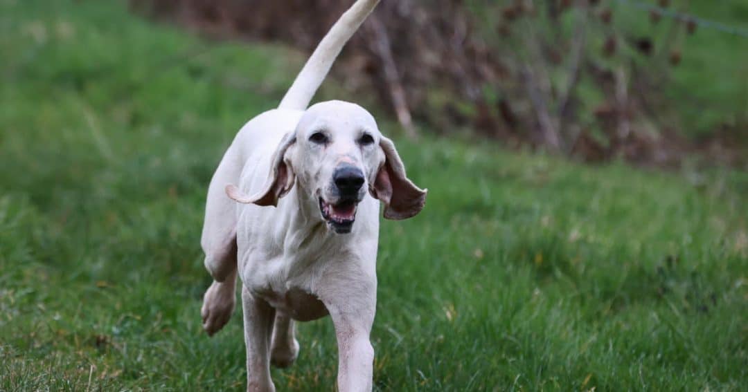 Quel est le prix d'un chiot Porcelaine