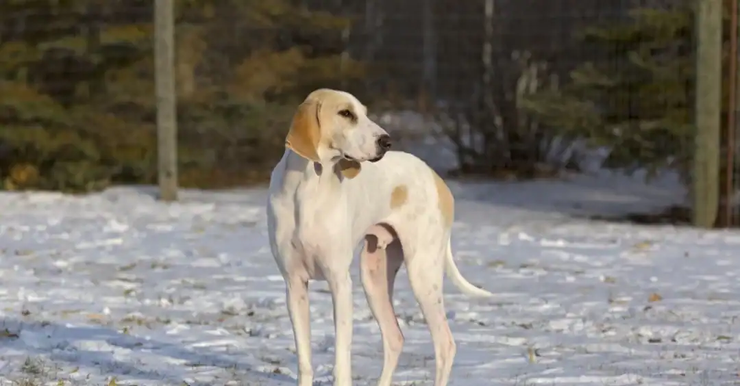 Quelle est l'espérance de vie d'un chien Porcelaine
