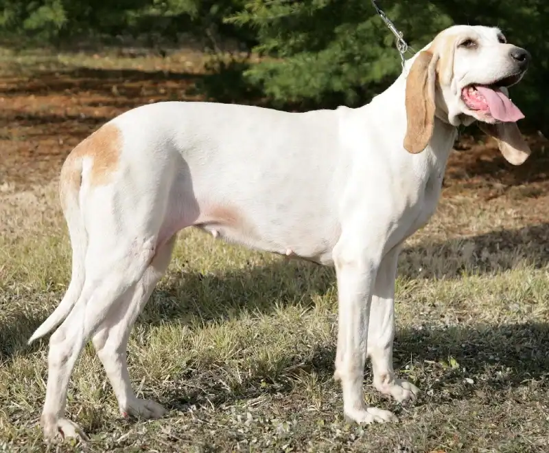 Qu'est-ce que la race de chien Porcelaine
